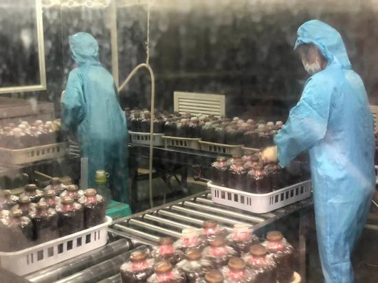 南靖食用菌產(chǎn)業(yè)采用工廠化生產(chǎn)工藝 年產(chǎn)值超11億元